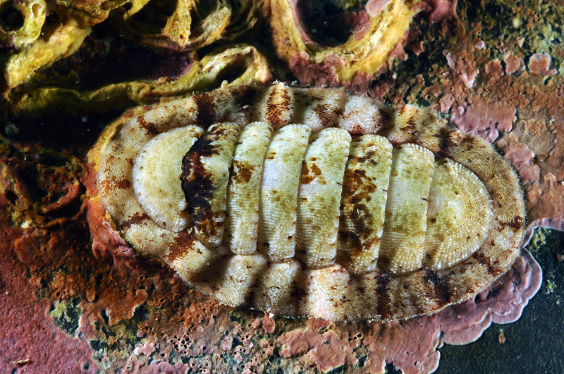 Ischnochiton